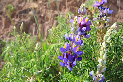 Examples of Lupinus Along the Salcantay Trek