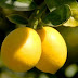 15 Healthy Benefits of Lemon