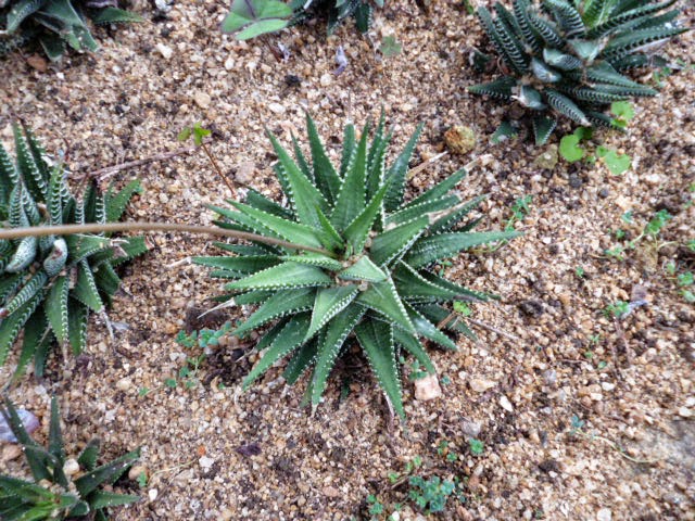 Haworthia fasciata - Variegated Zebra plant