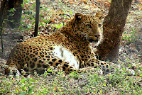 12 to 14 thousand Leopards in India