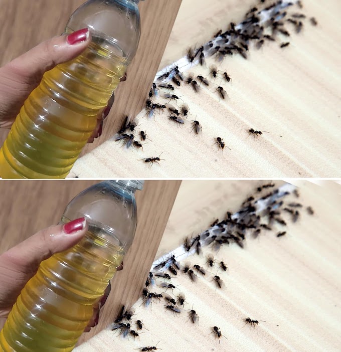 It just takes two minutes to get rid of flies and mosquitoes by spraying this natural repellent that you made yourself.