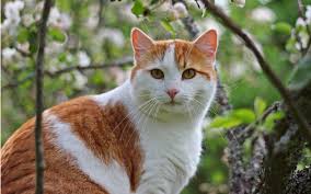 Whisperwillow