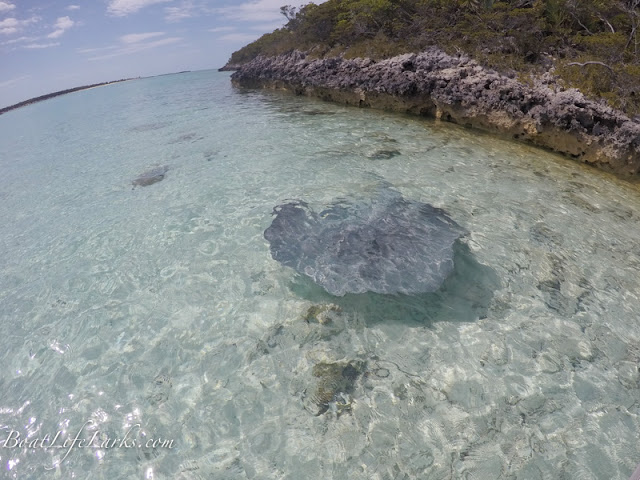 Stingray, Bahamas