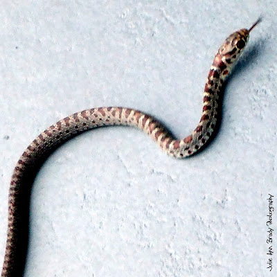 Juvenile Southern Black Racer Snake - Leesburg, Florida