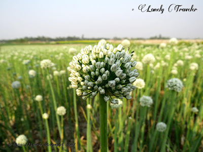 Onion - Allium cepa