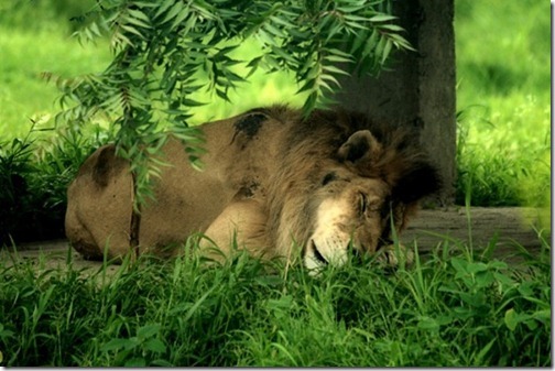 lioninslumber_thumb1