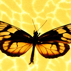 Butterfly Wallpapers, gambar kupu-kupu