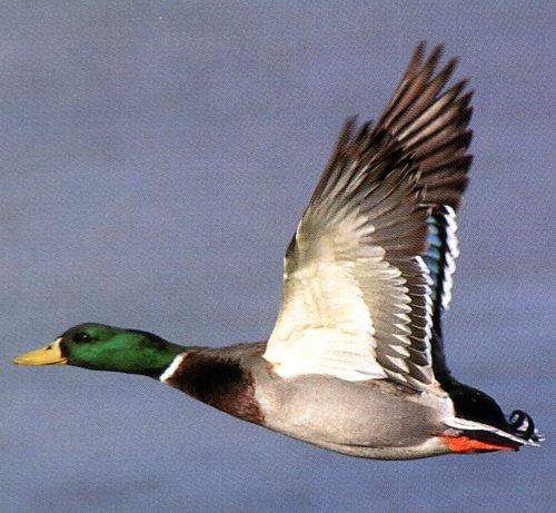 of flying like a duck.