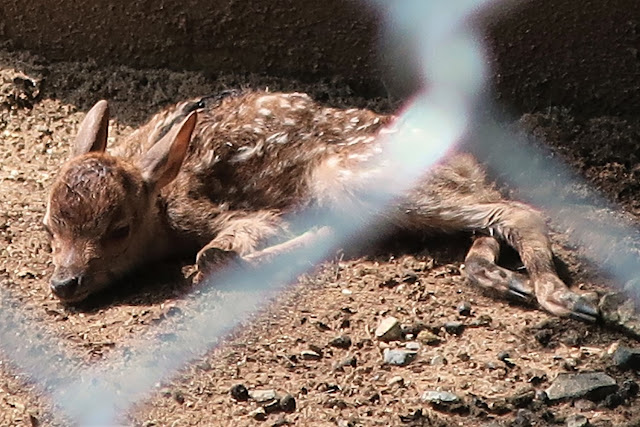 奈良公園 子鹿 赤ちゃん鹿