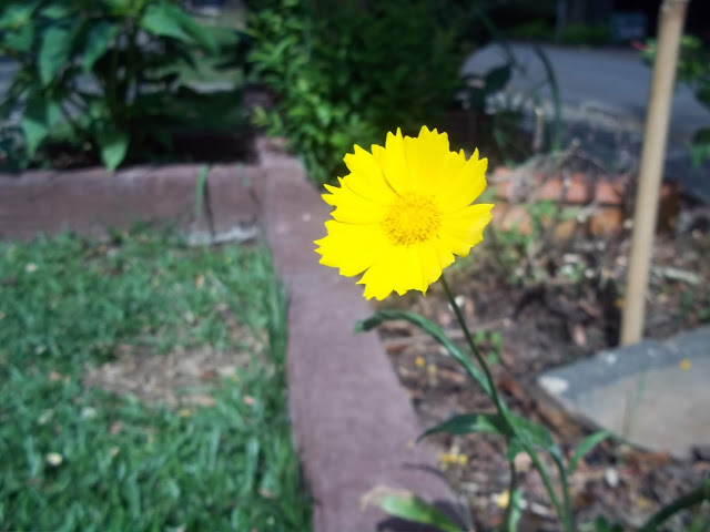 Linda flor amarela, em destaque, embelezando todo o canteiro de um pequeno jardim (Foto: Ronald Stresser)