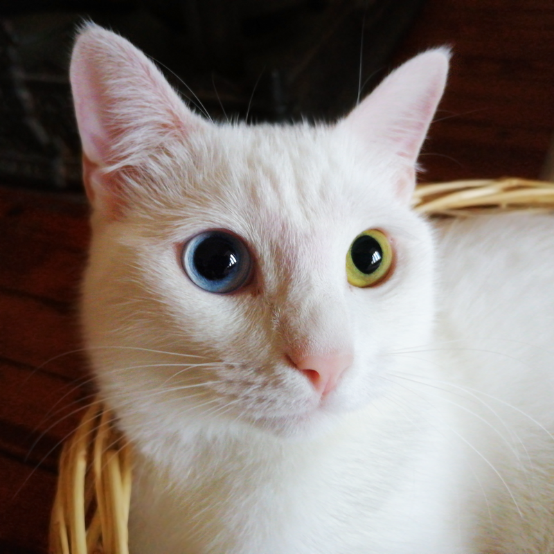 A Van Cat with different-colored eyes