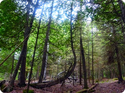 Wm Derby Nature Preserve