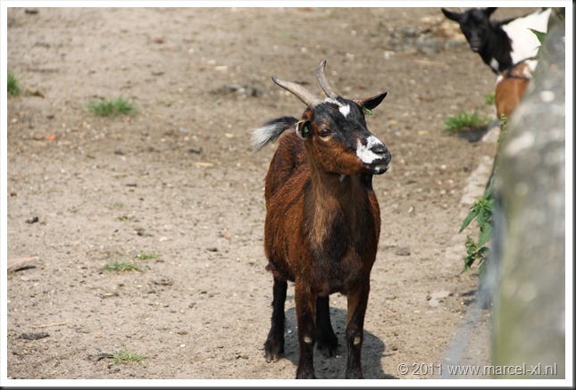 Geit op kinderboerderij Stadshagen