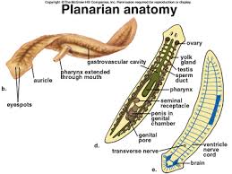 Kerangka Hidrostatik organ tubuh hewan 