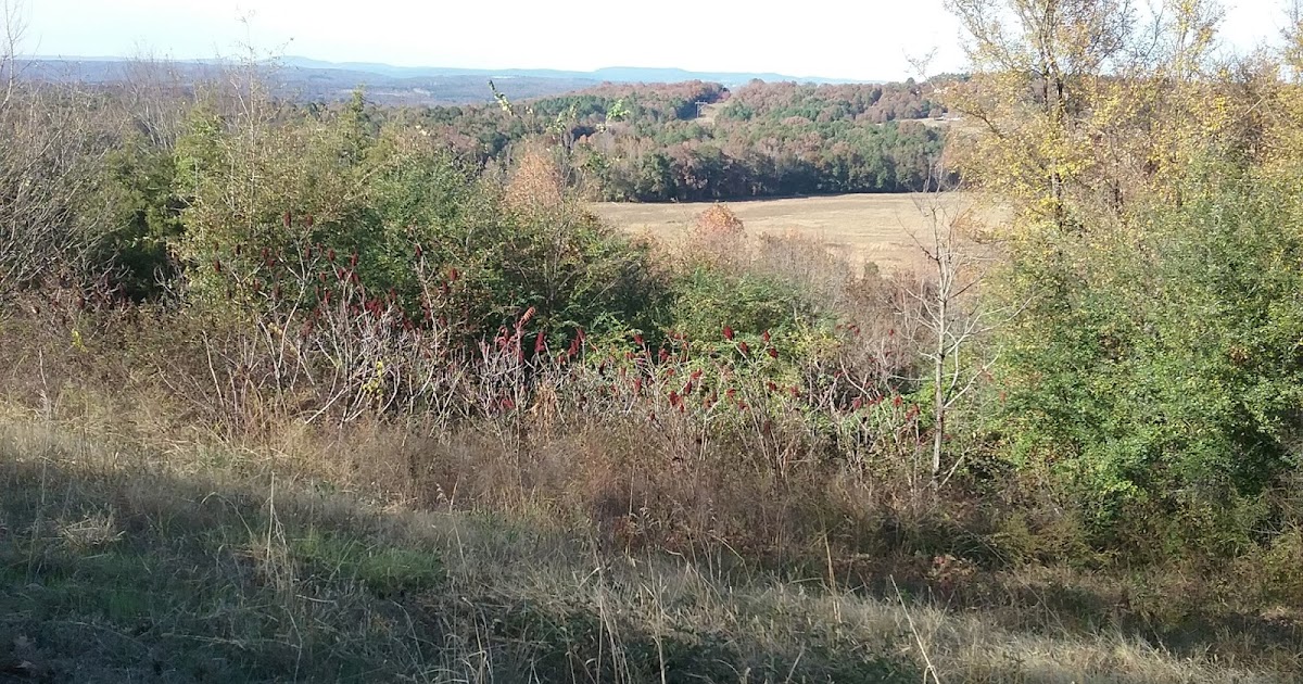 Sand Plum is Chickasaw Plum, Sand Hill Plum, Mountain ...
