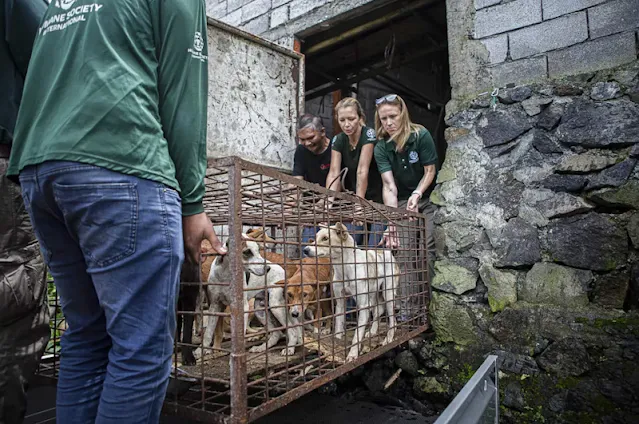 Members of Humane Society International transport a cage containing dogs from a slaughterhouse in Tomohon, North Sulawesi, Indonesia, on Friday. (Mohammad Taufan / Associated Press)