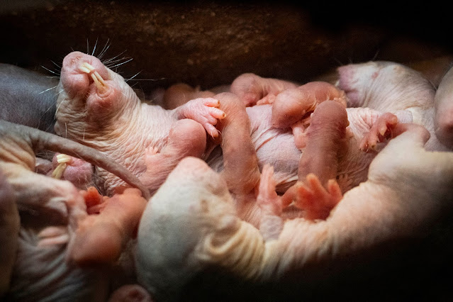 Nace una camada de ratas topo en BIOPARC Valencia