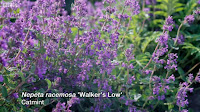 Nepeta Catmint