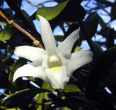 Anggrek Merpati (Dendrobium crumenatum Swartz)