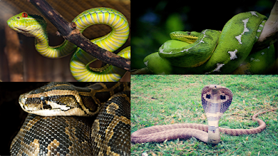 The World's Most Dangerous Snakes With Their Images