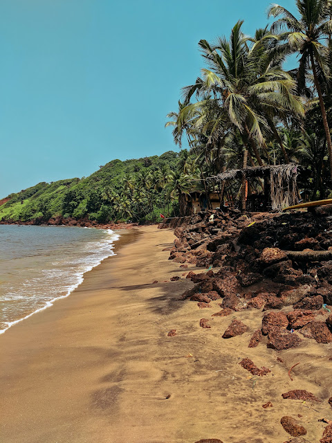 beach and palm tree in Goa:Photo by Ishvani Hans on Unsplash