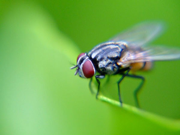 Membuka Mata Dengan Keajaiban Serangga