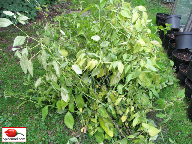 Chilli Plants Taken Down - 16th October 2020