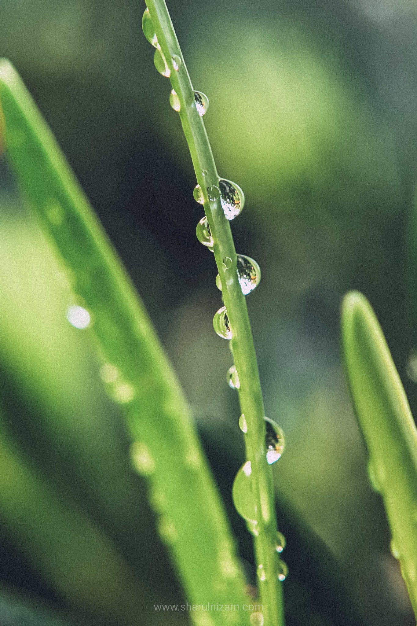 Gambar Titisan Embun (Droplets Macro Photography)