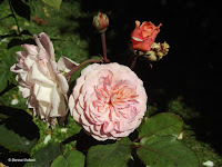 Leander English rose - Christchurch Botanic Gardens, New Zealand