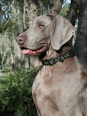 Weimaraner