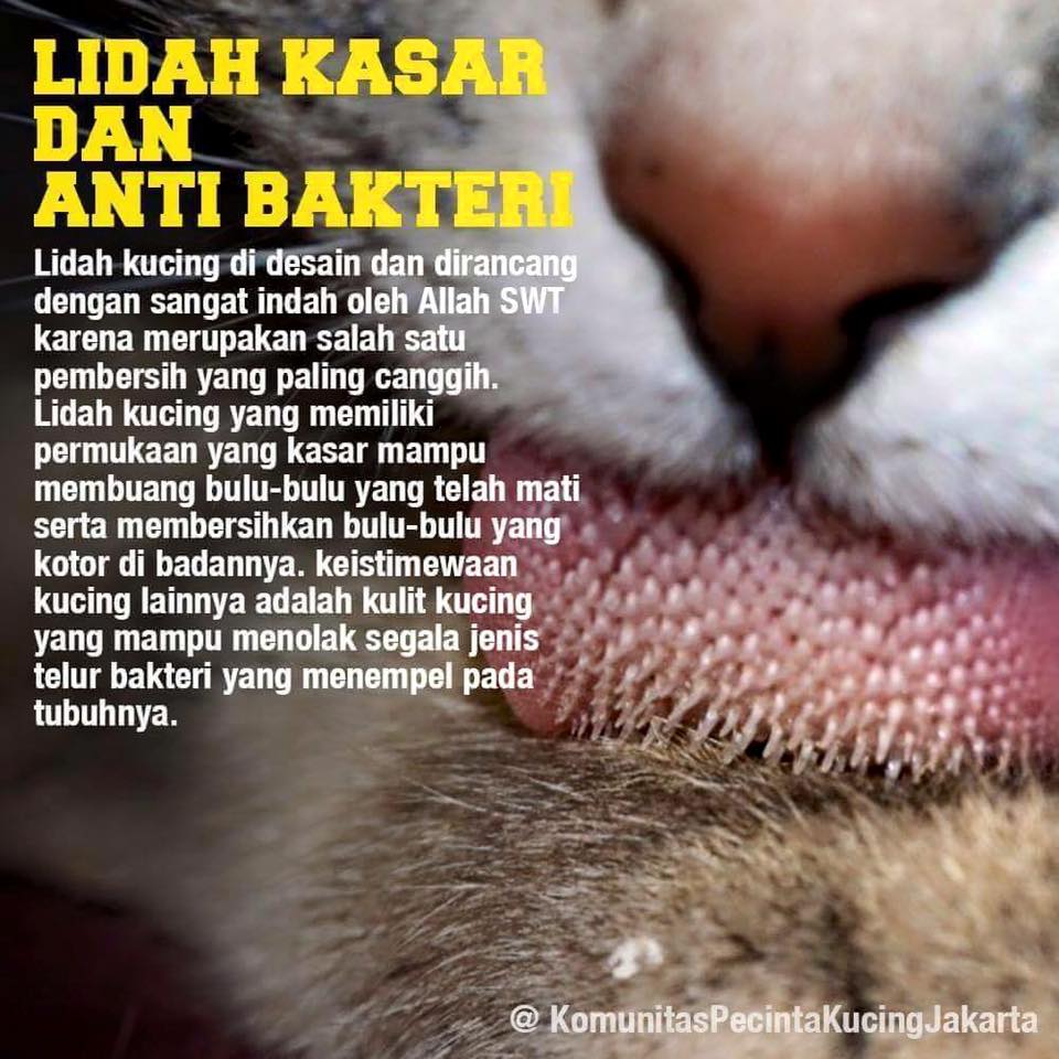 Keistimewaan Memelihara Kucing Dalam Islam Muslim4News