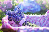 Lavander flowers