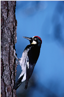 Woodpeckers Facts, Amazing Animals Woodpeckers Facts, Woodpeckers Facts Amazing Fact