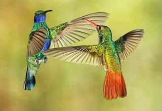صورة