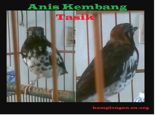 burung anis kembang tasik