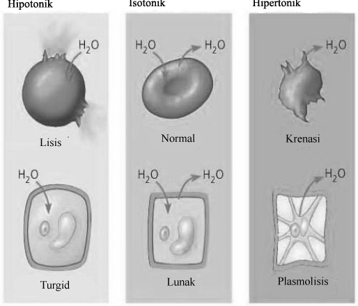 Pengertian Sel  Teori Sel  dan Macam Sel  Biologi 