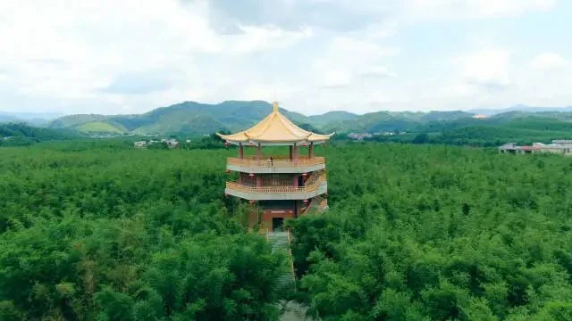 Guangning County, Zhaoqing, is known as the "Hometown of Bamboo in China" and has a history of more than 2,000 years of bamboo resource development and utilization. File picture. Photographed by Nanfang + Shi Liang