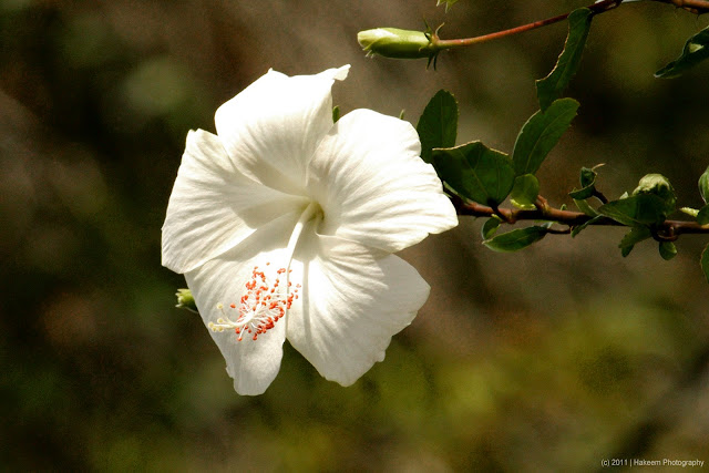 black and white flowers photography. Tags: flower photography