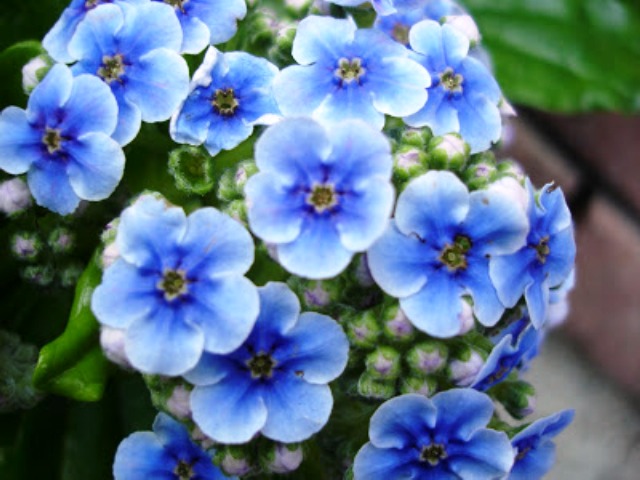 Pics Of Beautiful Blue Flowers