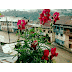Palung Bazer-पालुङ बजार (थाहा नगरपालिका )फोटो फिचर