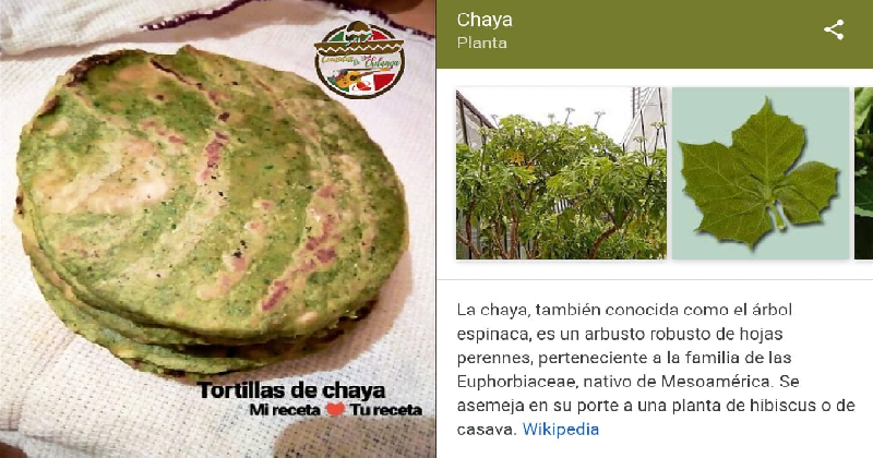 TORTILLAS DE CHAYA