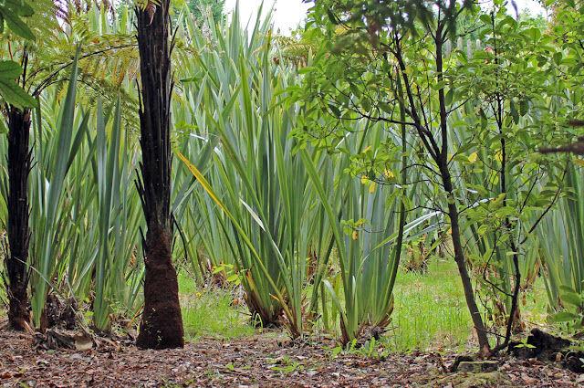 Te Puia, Rotorua, Nouvelle-Zélande