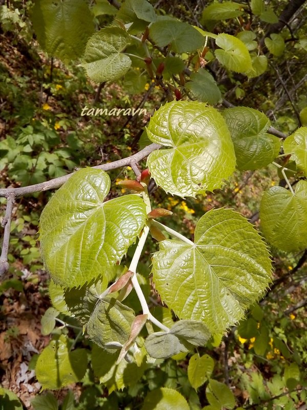 Липа маньчжурская (Tilia mandshurica)