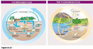 Siklus Nitrogen dan Fosfor