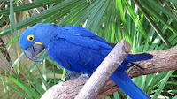 The Blue Macaw Bird