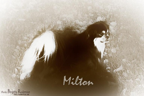 sepia_20111025_milton