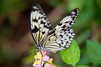 Butterfly-Garden-Plants-Create-a-Colorful-and-Enchanting-Haven