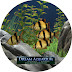 Dream Aquarium 1.2592 Screensaver For Pc 7MB