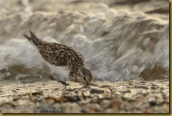 Sanderling Sanderling