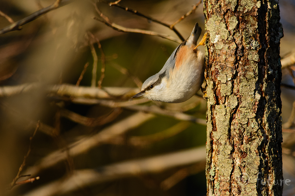 Puukoristaja, Sitta europaea, Eurasian Nuthatch, European, Wood